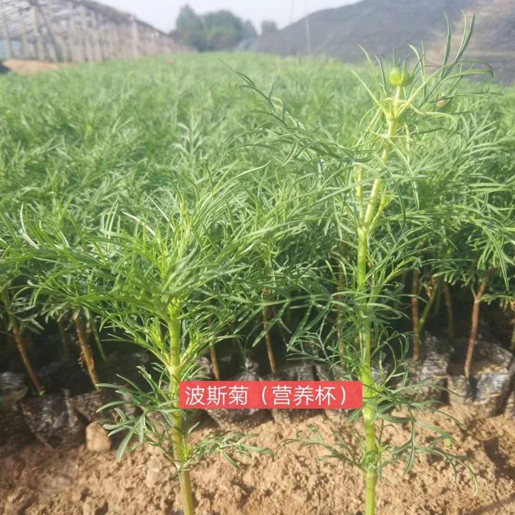 波斯菊小苗波斯菊杯苗波斯菊种植基地