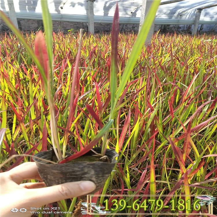 日本血草 红色观赏草 基地直发耐寒耐旱观赏草日本血草