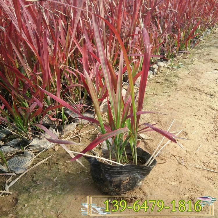 日本血草种植基地 日本血草工程苗批发价格 河北血草供应
