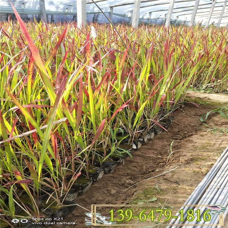 红色观赏草日本血草 血草花海效果 南京日本血草价格