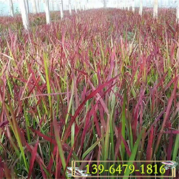 观赏草日本血草小苗 日本血草花海效果 青州宿根观赏草