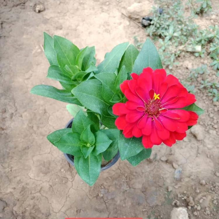 百日草小苗 大花百日草基地 丰华百日草量大从优