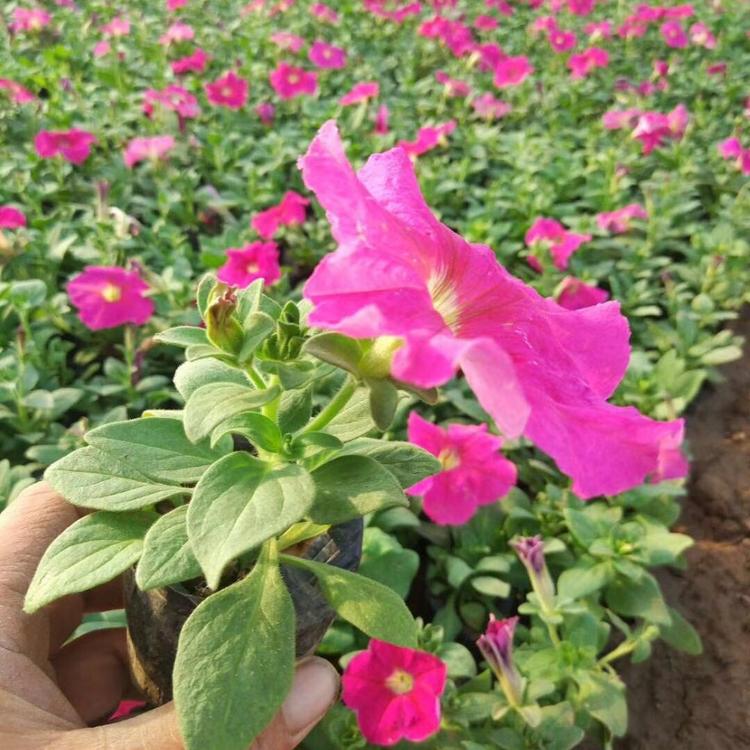基地直销矮牵牛   矮牵牛种植基地 矮牵牛直供 欢迎致电