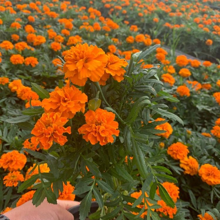 精品草花  摆租专用 孔雀草价格  上色孔雀草