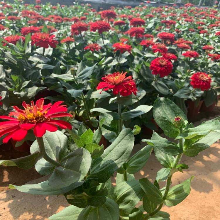 百日草价格   步步高批发  草花基地