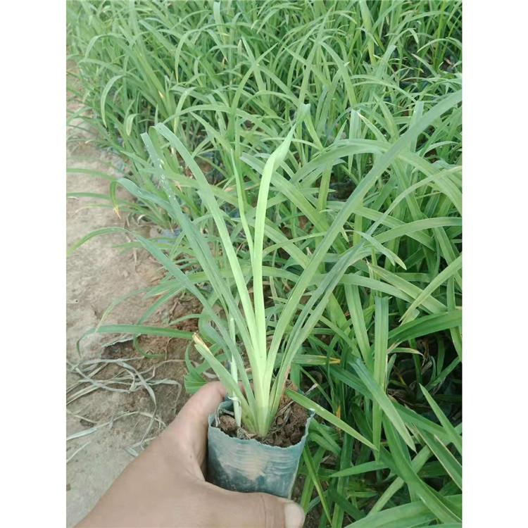 山东工程用萱草基地 工程用萱草基地