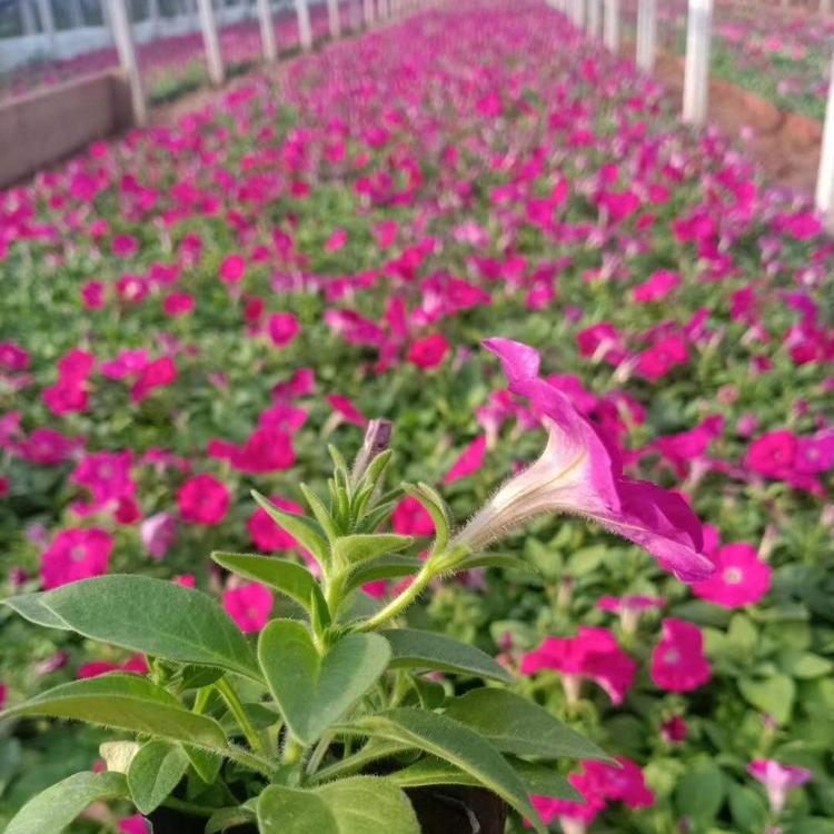 供应优质矮牵牛   牵牛时令草花  草花基地