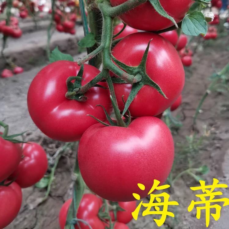 抗死棵西红柿种苗长势好  西红柿种苗长势好