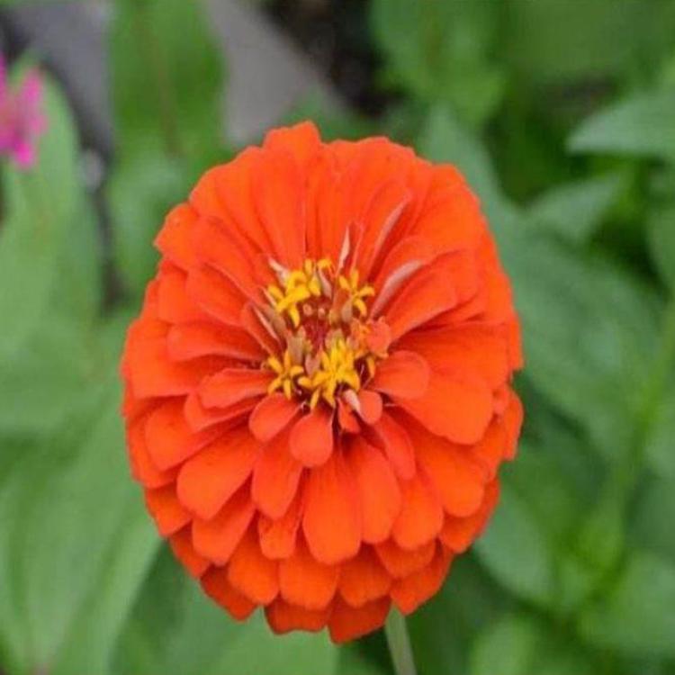 百日草基地 基地直售 草花批发商 百日草苗