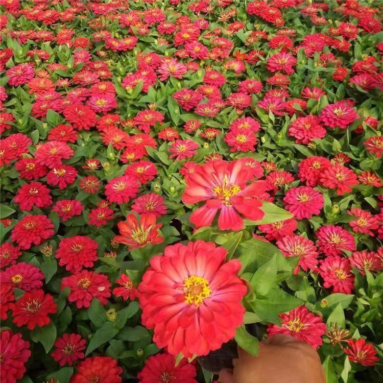 百日草苗 青州宿根草花 基地直售 百日草行情