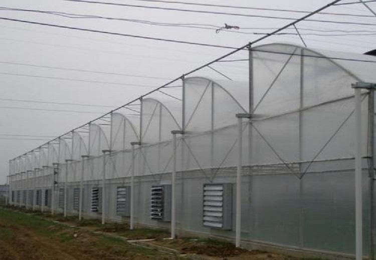 连栋薄膜大棚 连栋薄膜温室承建-工程建造