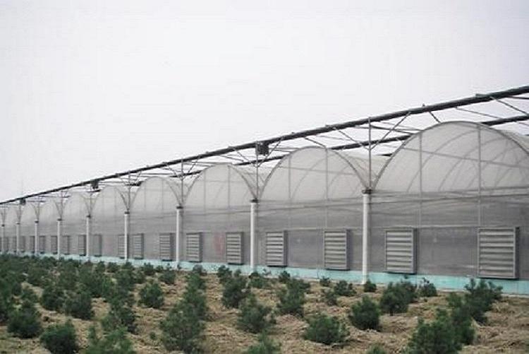 智能温室承建商-阳凯温室支持定制-连栋智能温室 连栋温室大棚建造
