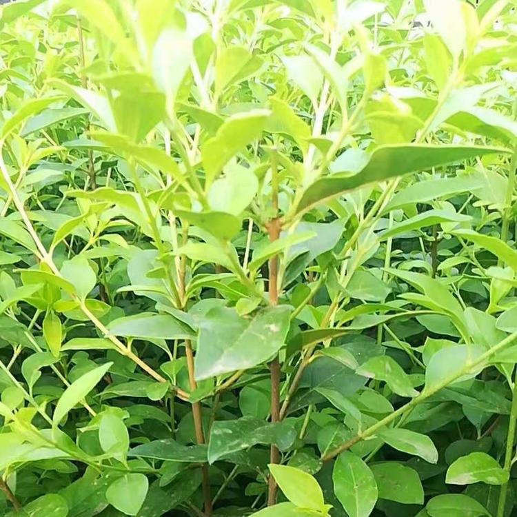 基地种植 金叶女贞小苗 绿化苗木批发 金叶女贞培育基地