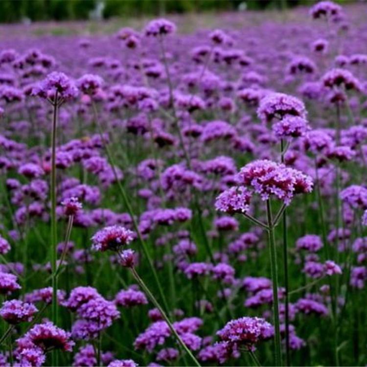 物美价廉 柳叶马鞭草 山东柳叶马鞭草