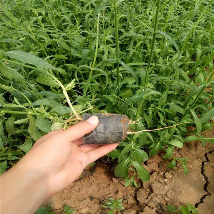马鞭草行情 好苗预定中 马鞭草
