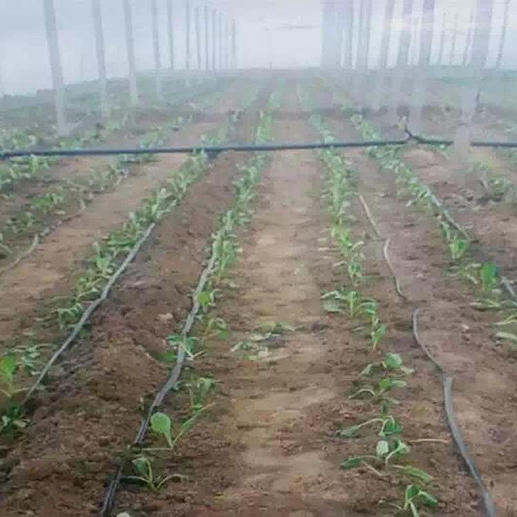 滴灌带现货出售 滴灌带价格 樱桃用滴灌