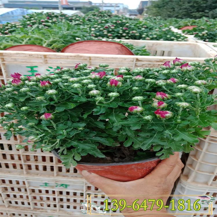 多色国庆菊供应商 大量供应国庆菊 国庆菊盆栽批发价格
