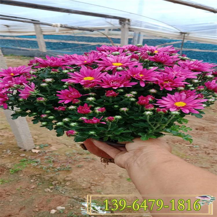 国庆菊价格 十月一租摆用花秋菊 红色国庆菊花棚小苗