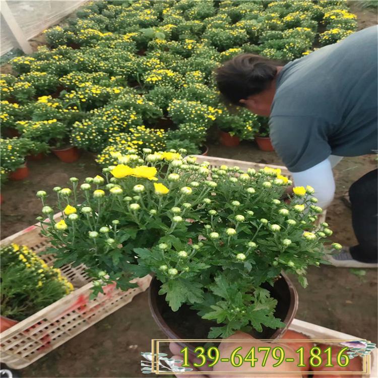 国庆菊小苗基地 学校门口租摆用多色菊花 黄色菊花盆栽价格
