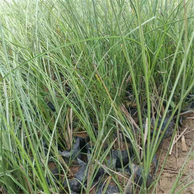 细叶芒小苗 草花基地 产地供应 细叶芒供应商