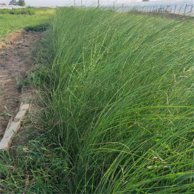 细叶芒 宿根草花批发 产地供应 细叶芒基地