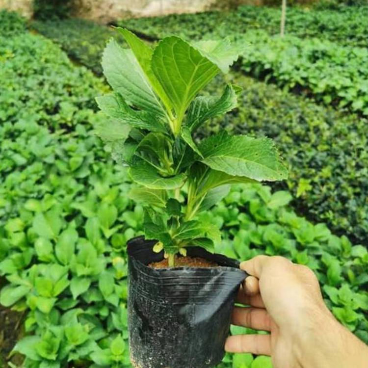 绣球花 欢迎咨询 山东绣球批发