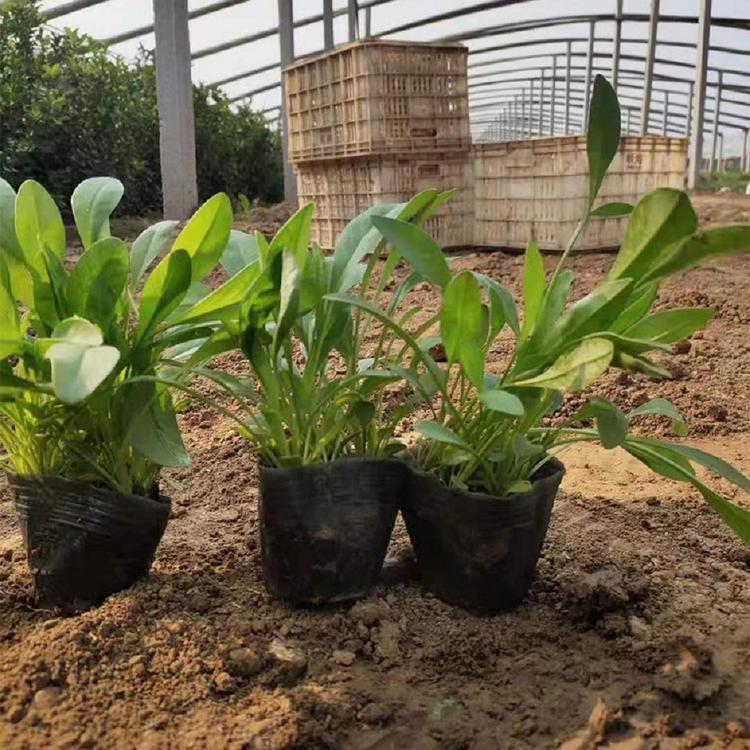 金鸡菊小苗 青州金鸡菊批发种植基地