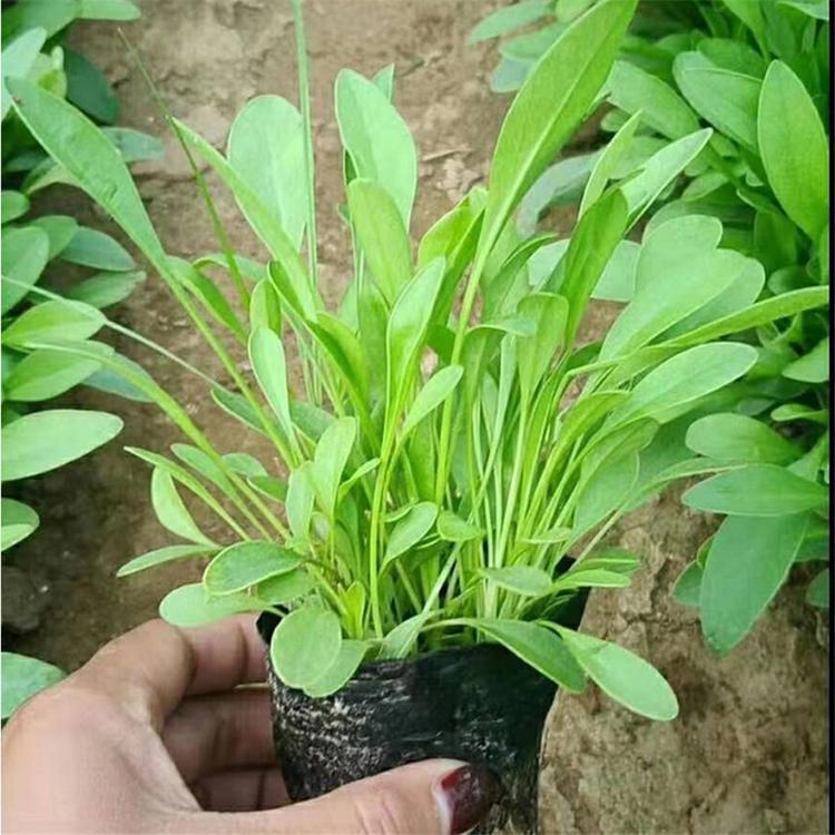 盆栽金鸡菊 绿化宿根金鸡菊 金鸡菊批发基地