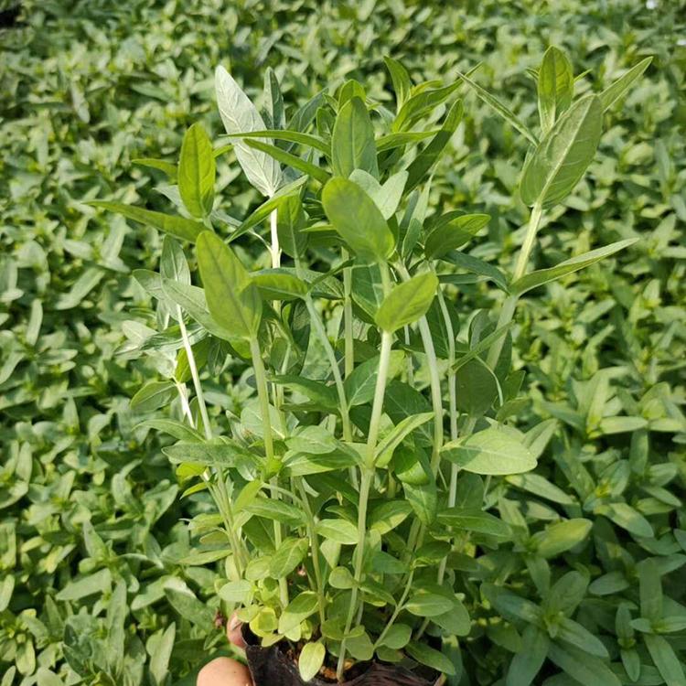 千屈菜供应商 潍坊千屈菜 价格实惠