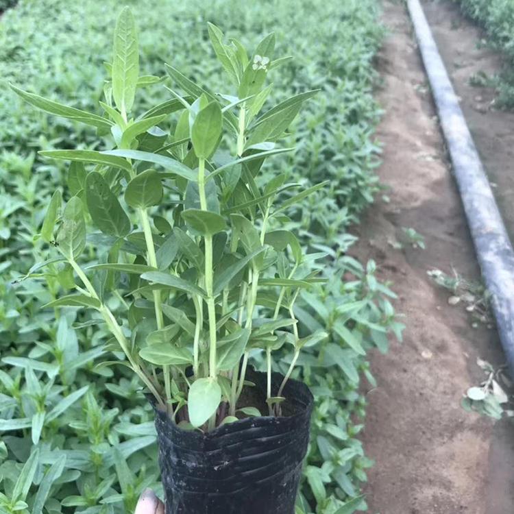 千屈菜基地 潍坊千屈菜