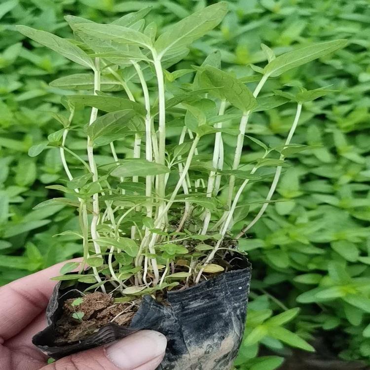 千屈菜 千屈菜供应 一键售后