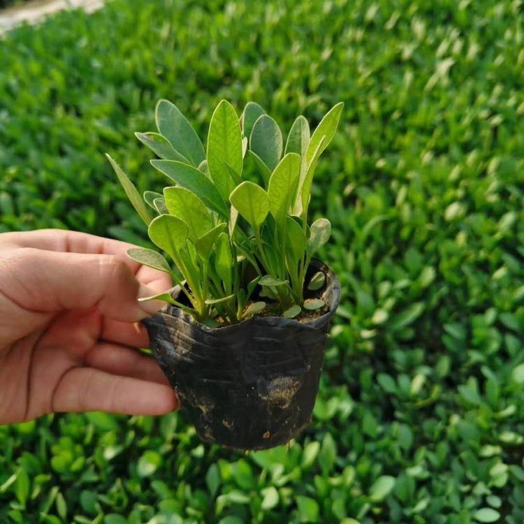 青州花卉金鸡菊供应 山东金鸡菊批发商