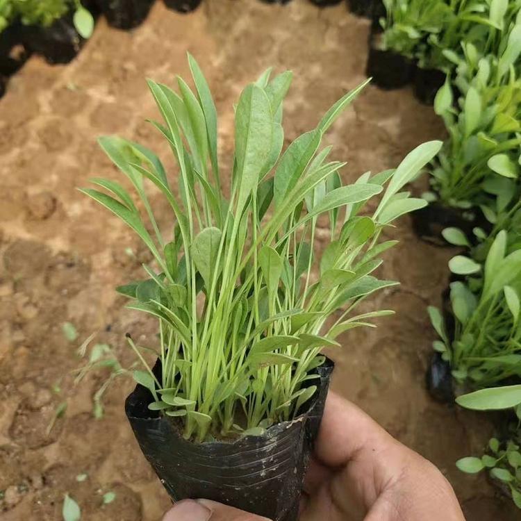 大花金鸡菊 金鸡菊价格 宿根金鸡菊