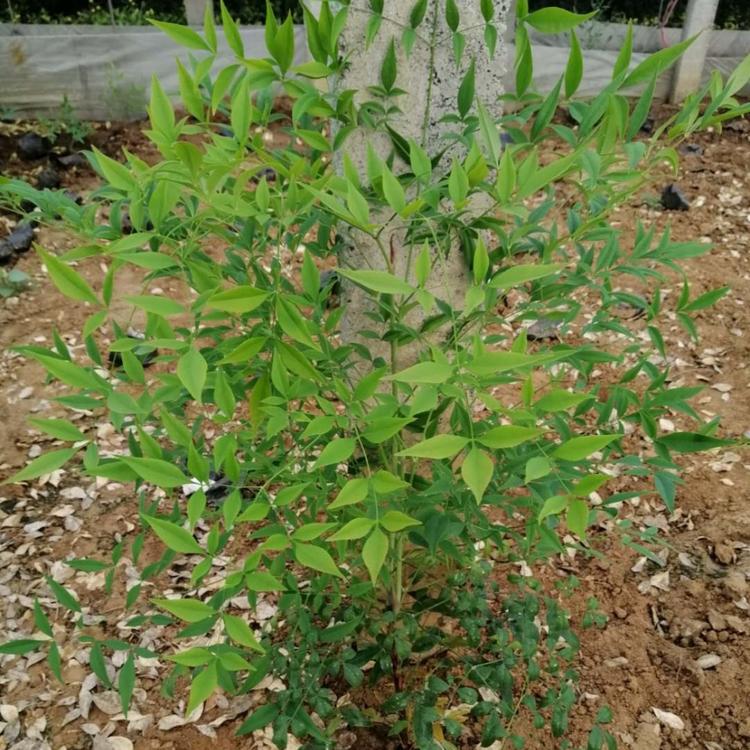 供应南天竹 南天竹批发 南天竹价格 青州南天竹种植基地