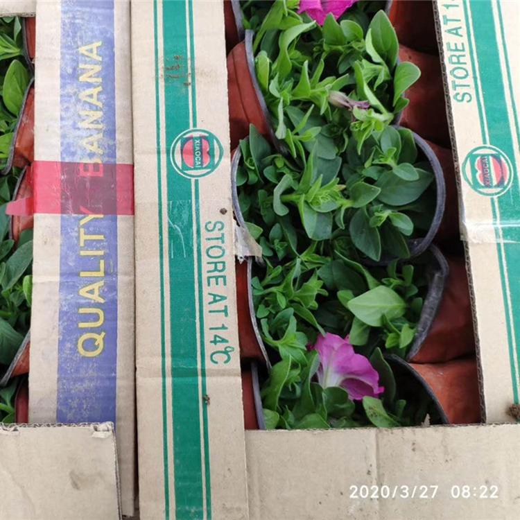 垂钓牵牛行情 价格实惠 观赏草花批发