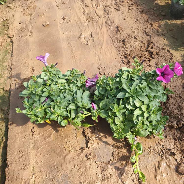 青州草花基地 庭院花卉 大盆垂钓牵牛 垂钓牵牛价格