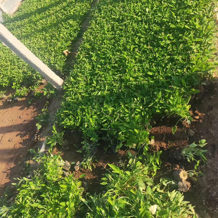 种植户直供紫花地丁 紫花地丁苗 紫花地丁报价
