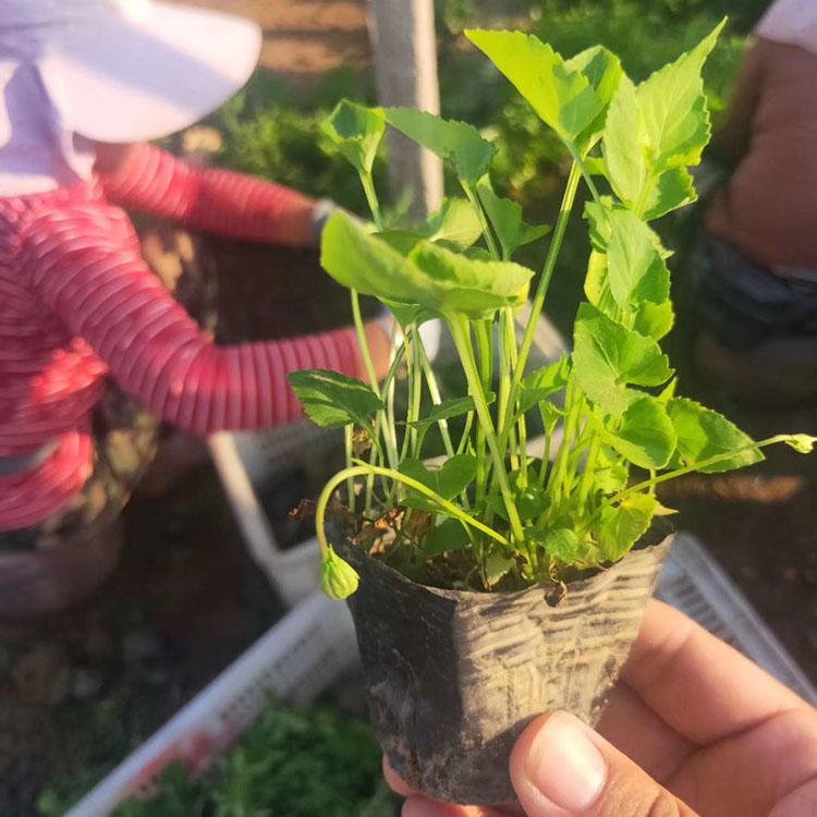紫花地丁 山东多年生草本基地直销紫花地丁小苗 紫花地丁价格