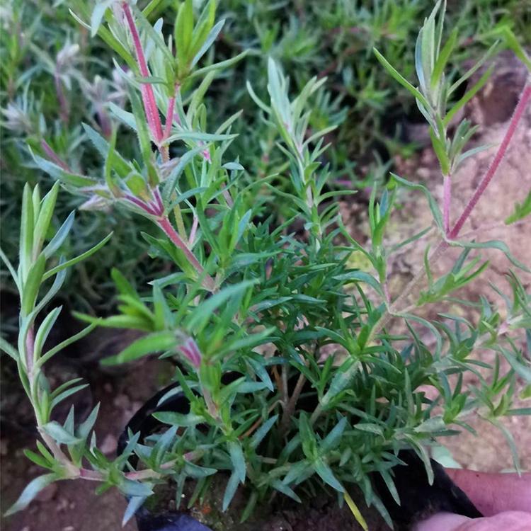 丛生福禄考杯苗 泽鑫花卉 山东丛生福禄考供应商