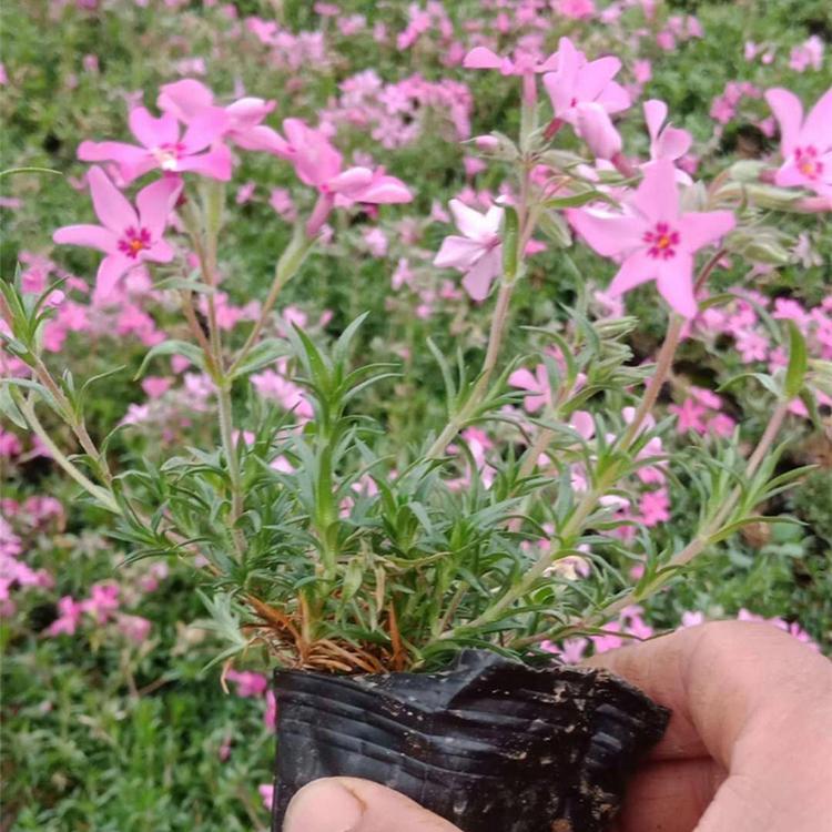 丛生福禄考杯苗 泽鑫花卉 山东丛生福禄考种植基地