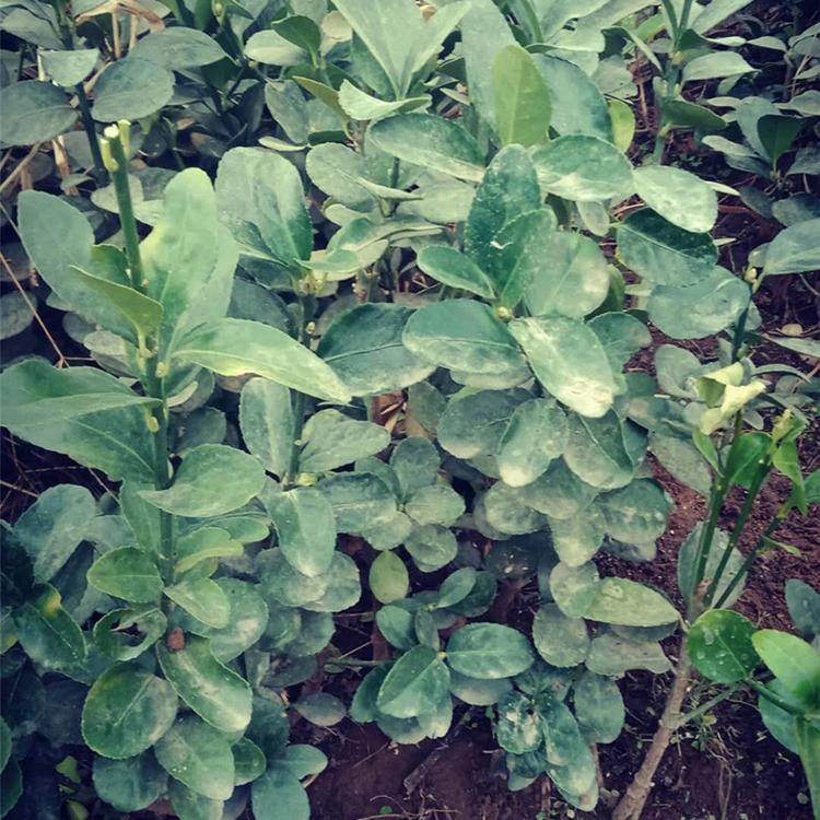 山东营养杯苗种植基地 批发冬青苗 基地种植 上盆冬青苗
