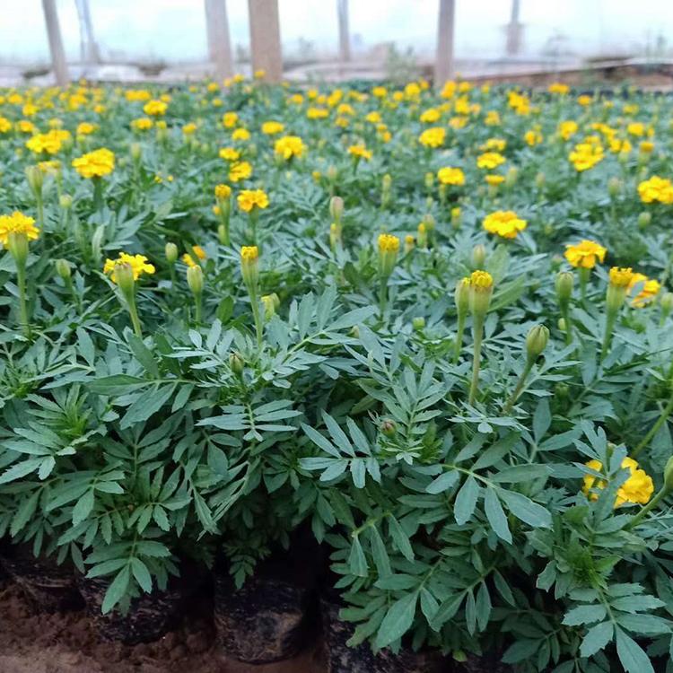 孔雀草直销 青州孔雀草杯苗 采购基地