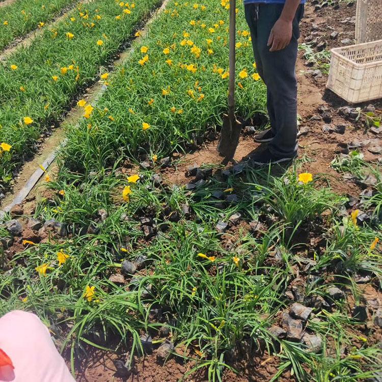 花期长金娃娃萱草 金娃娃萱草基地 金娃娃萱草质优价廉