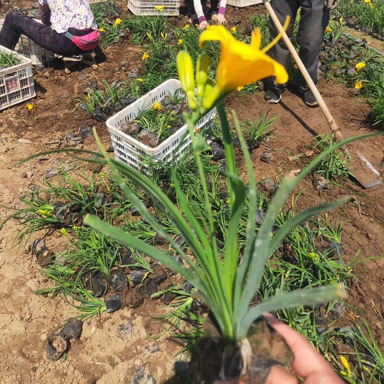 金娃娃萱草批售 金娃娃萱草价格优惠 金娃娃萱草质优价廉
