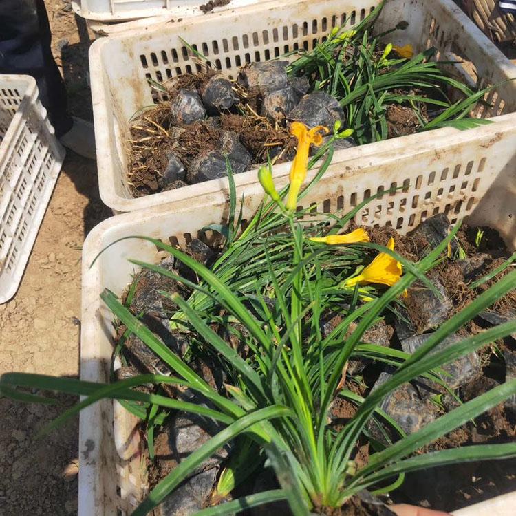 花径大金娃娃萱草 金娃娃萱草批发价格 金娃娃萱草批发商