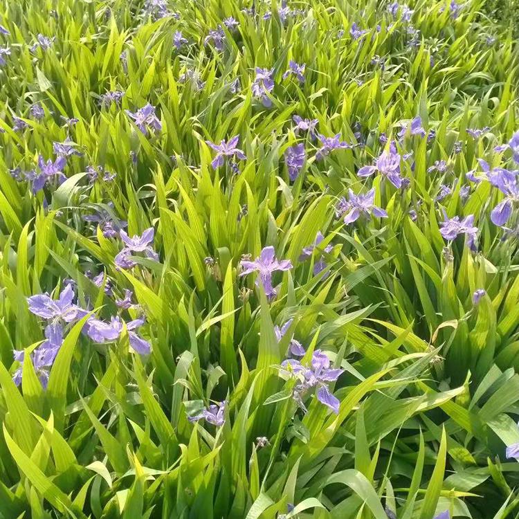 蓝花鸢尾基地 量大优惠 蓝花鸢尾 山东宿根草花