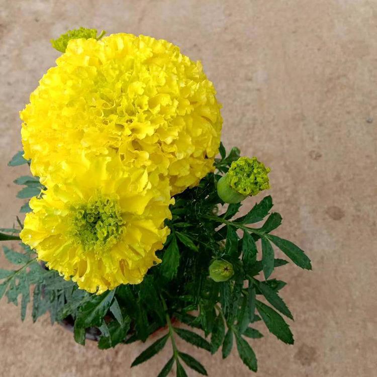 庭院花卉 万寿菊小苗 万寿菊报价