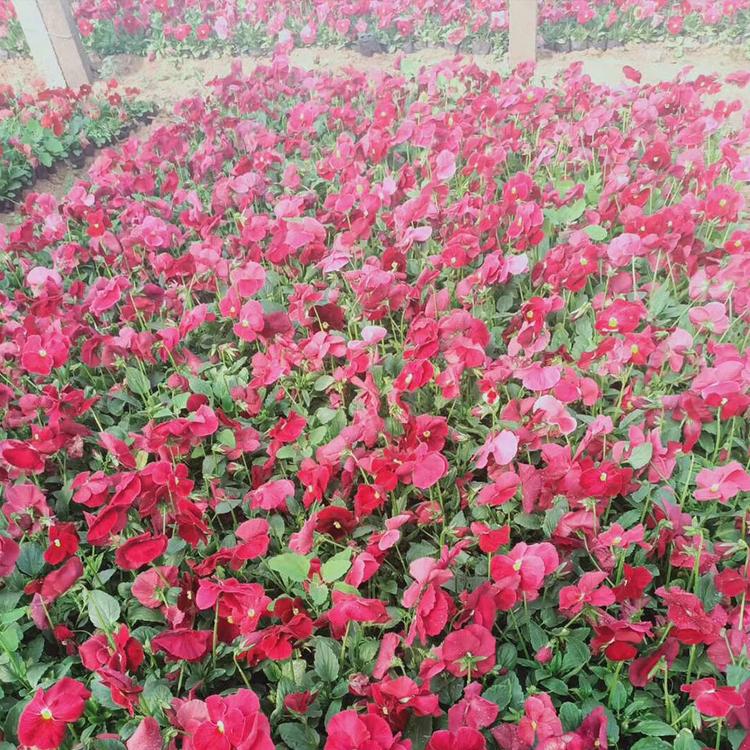 三色堇批发 江浩花卉 三色堇 草花种植基地