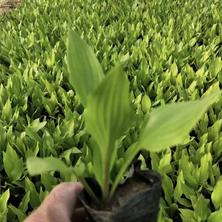 大量直销 紫玉簪 紫玉簪基地