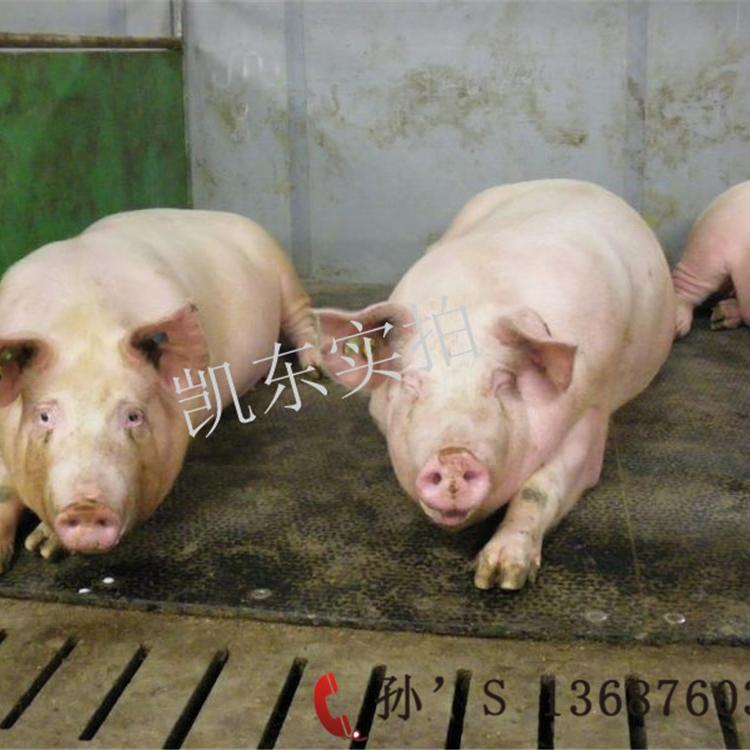 母猪橡胶防滑垫 青岛凯东猪舍垫 猪用橡胶料槽垫 耐撕裂仔猪育肥垫